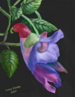 /album/photogallery/parrot-flower-jpeg/